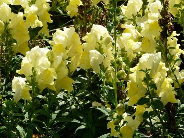 LOEWENMAEULCHEN 金鱼草 开花 花 黄色