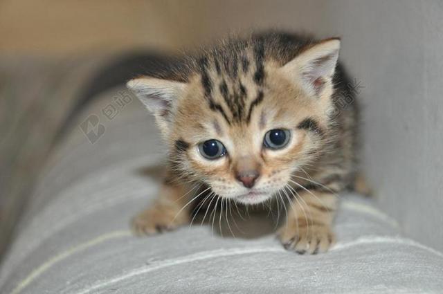 小猫 小的猫 动物 猫肖像 猫咪