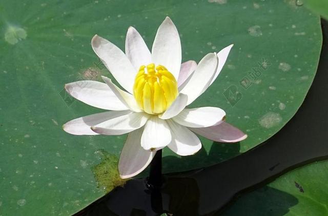 百合 水百合 白 花 睡莲科 水 池 植物区系 达瓦 印度