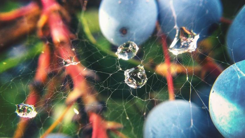 自然 水 下降 森林 户外 环境 特写 绿色 水平 有机