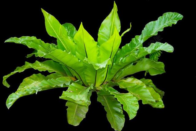 叶子 蕨类植物 鸟巢蕨 铁角 热带 叶 自然 绿色 植物