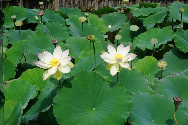 莲花 鲜花 湖 大自然 水百合 钉 池塘 池塘植物 植物