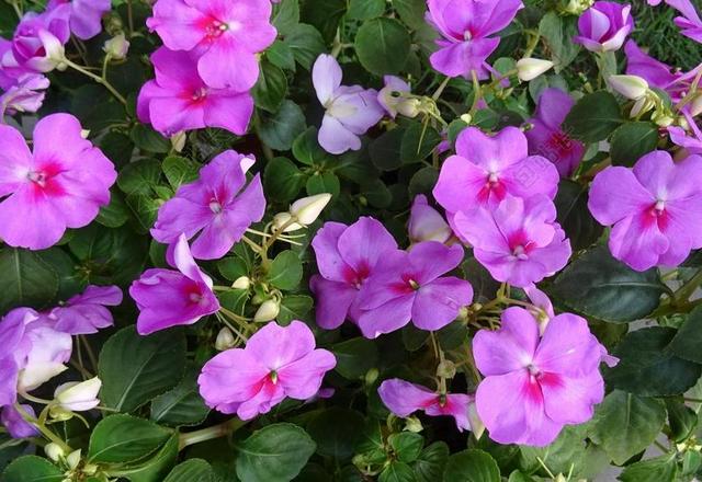 凤仙 凤仙花 花 凤仙花 SULTANII 忙碌的里兹 苦瓜