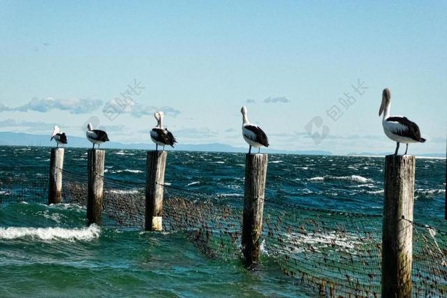 鹈鹕 职位 海 冲浪 自然 栖息 鹈鹕简介
