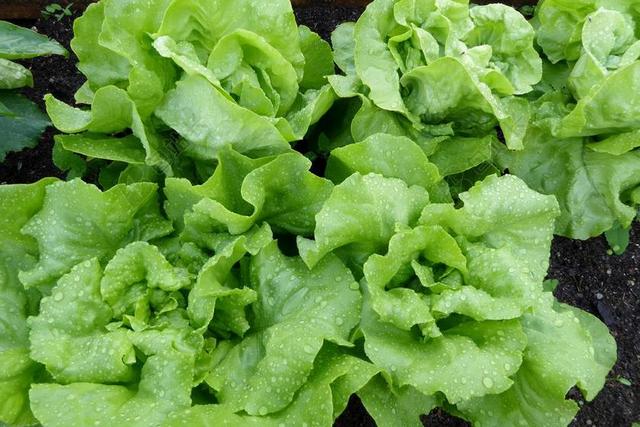 生菜 沙拉 叶生菜 绿色 床 床上的沙拉 蔬菜 生冷 生物