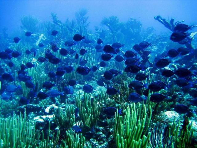 摄影唯美水族馆背景图片