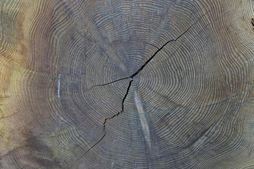 年轮 年龄 树 部落 木