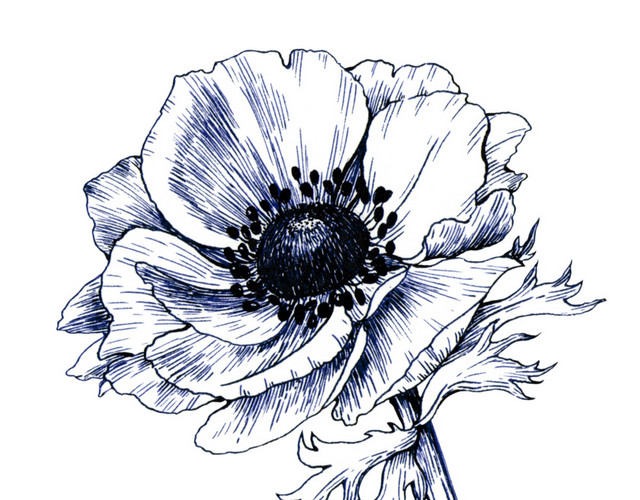 素描花朵