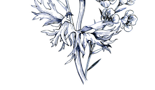 素描植物
