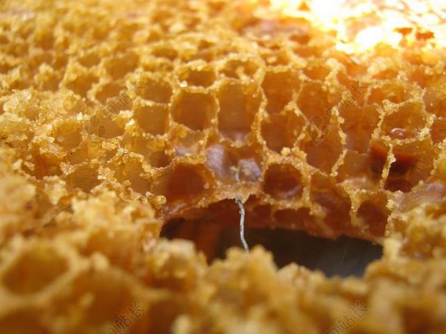 蜡 半径 蜜蜂 肺泡 外汇储备 框架 蜂巢 蜂蜜