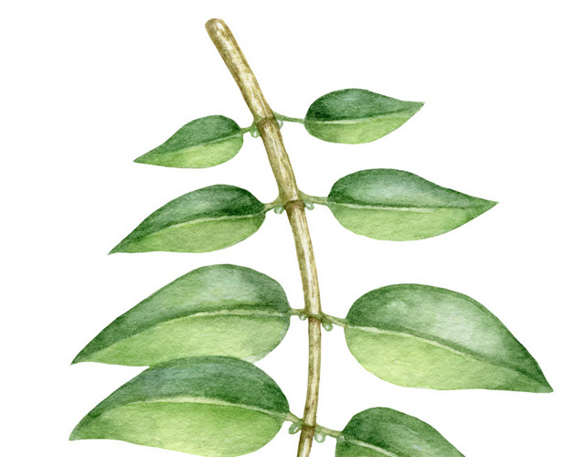 水彩植物