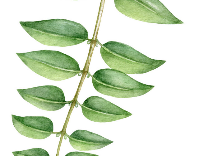 水彩植物