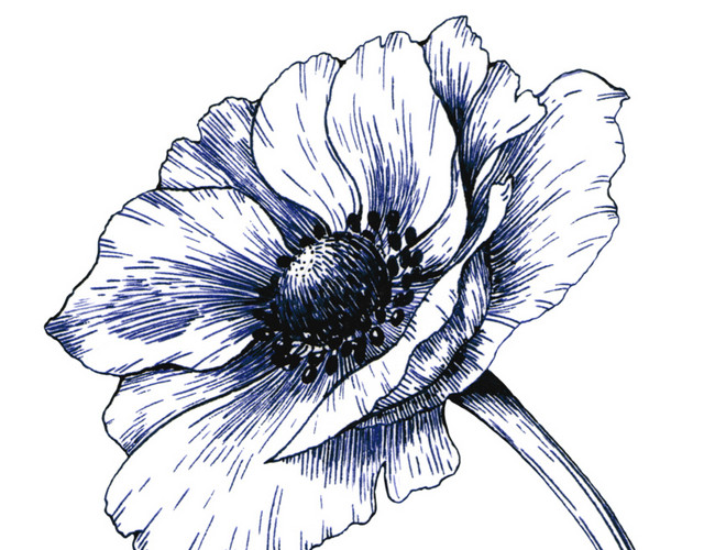 素描花朵