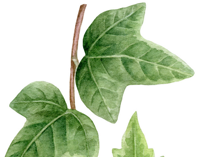 手绘植物