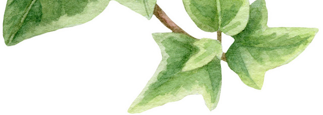 手绘植物