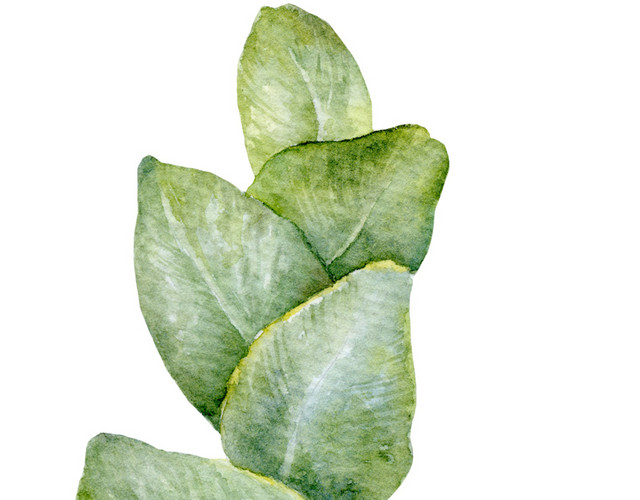 手绘绿色植物