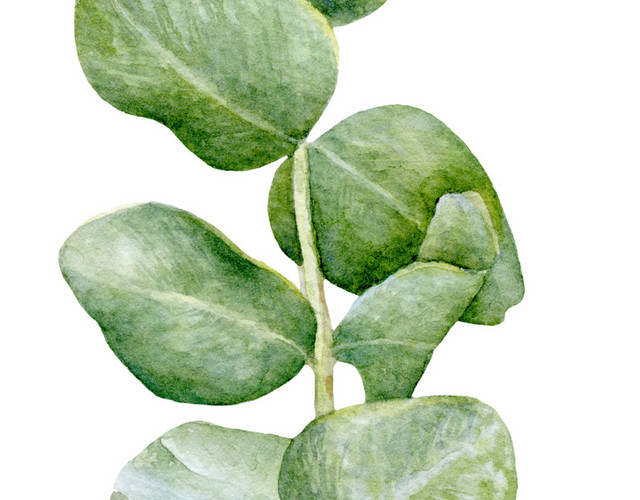 手绘绿色植物