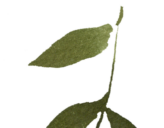 手绘花草素材矢量素材