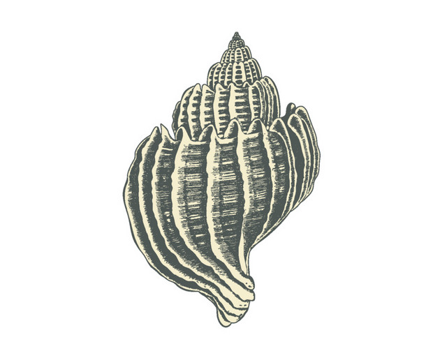手绘卡通海螺素描素材