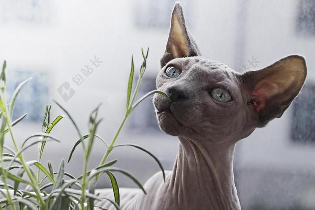 动物 猫 猫的 无毛 宠物