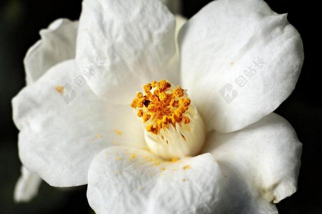 摄影唯美茶花花语背景图片