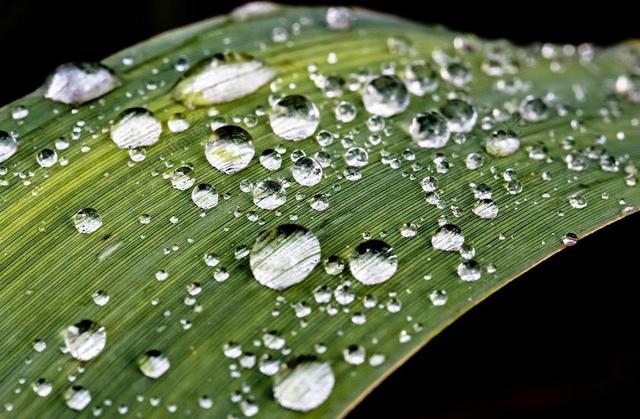 雨滴 滴 雨 水 湿 关闭 叶子 一滴水 宏 珠绣 绿色