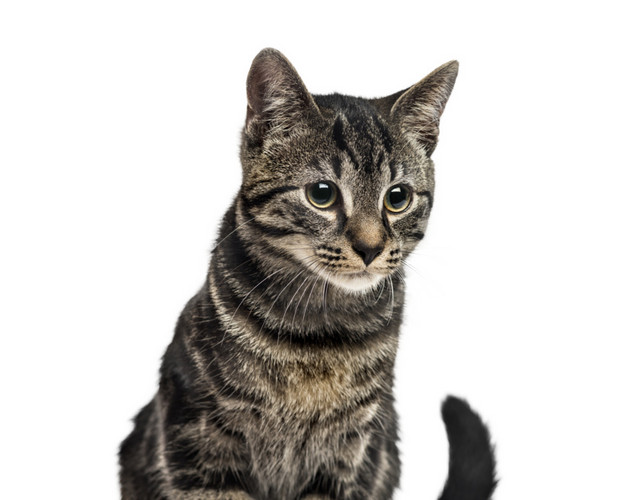 黑色猫手绘素材