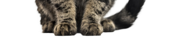 黑色猫手绘素材
