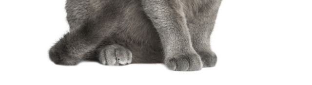黑色猫手绘素材