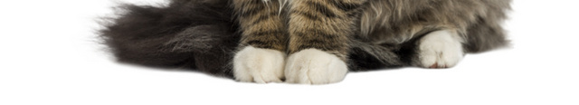 黑色猫手绘素材