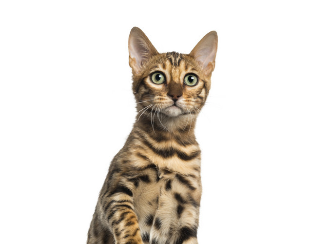 黑色猫手绘素材