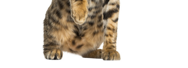 黑色猫手绘素材