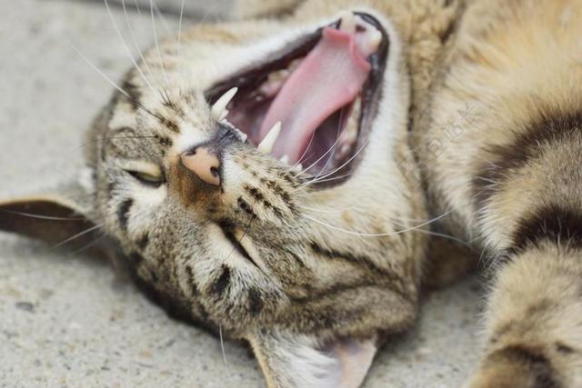 猫 脚 动物 牙 头 毛皮 打哈欠 猫脸 亲爱 国内的猫