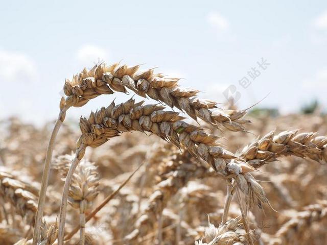 穗 小麦 谷物 粮食 字段 麦田 厂 吃 食品 耕地 耳