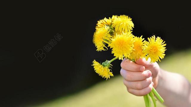 摄影唯美手拿菊花背景图片