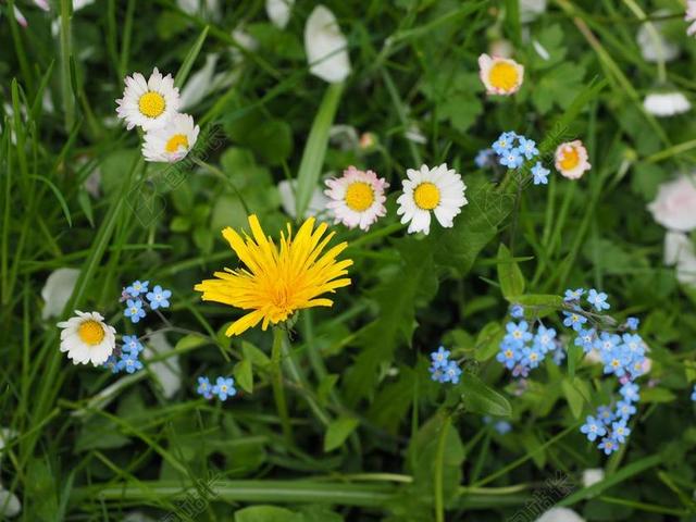 野花 草地 蒲公英 不要忘了我 黄色 蓝色 性质 花多