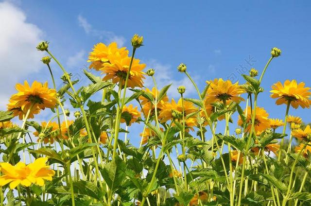 花 黄色 绿色 自然 春 植物 花的 夏天 叶 花园
