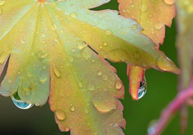摄影清新叶子上的雨滴背景图片