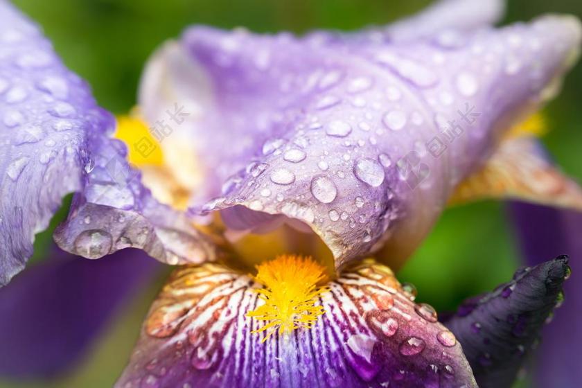 植物特写紫色花斑上的露水背景图片