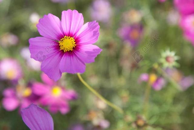 波斯菊 花海 台灣