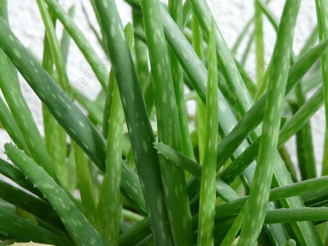 芦荟 龙舌兰 植物群 厂 在玻璃下 ASPHODELUS
