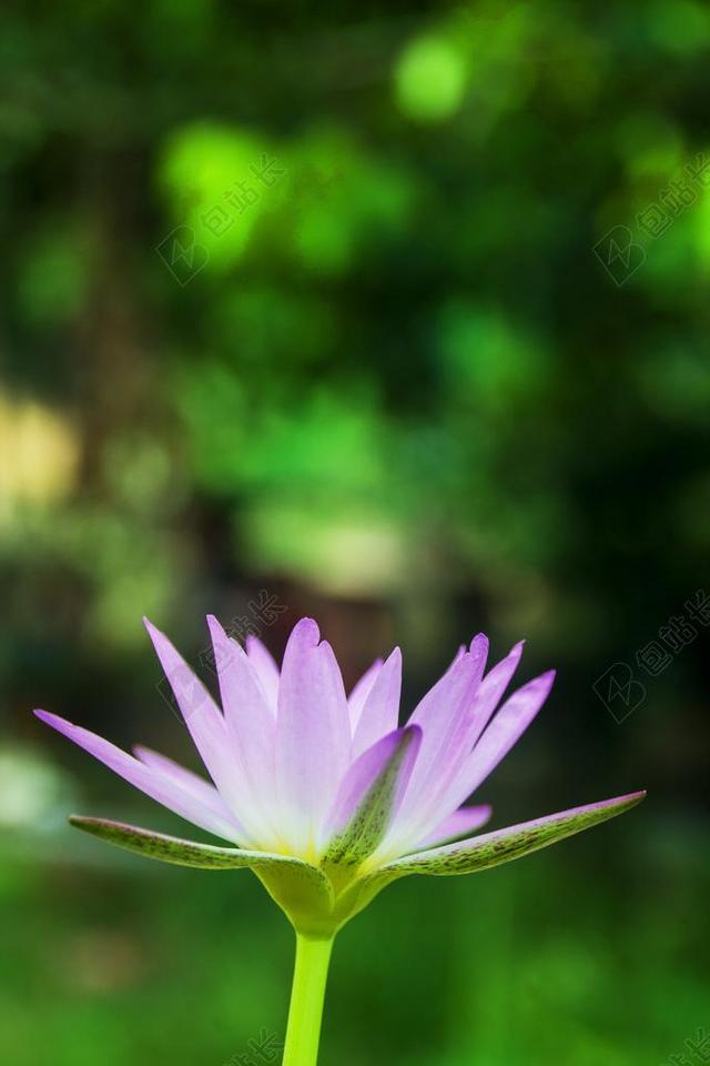 莲花 莲花肖像 睡莲 肖像 自然 池 植物 花 开花 水