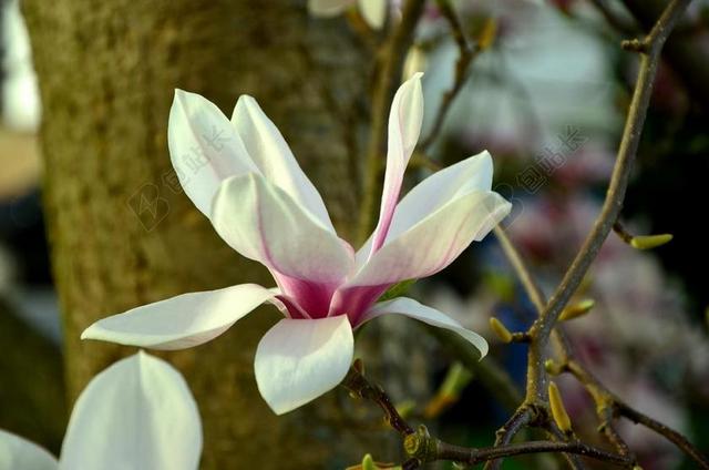 玉兰 玉兰花 开花 鲜花 MAGNOLIENGEWAECHS 春天