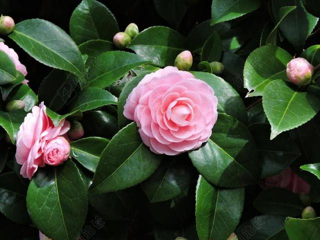 摄影唯美茶花背景图片