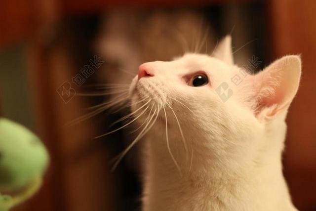 猫咪 仰望 白色 可爱