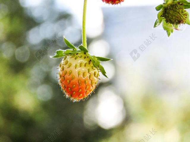 草莓 植物 水果 鲜食 绿色 花园 夏天 新鲜 多汁 成长