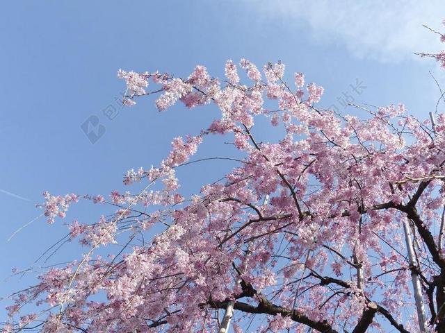 樱花 日本 东京 花 自然  开花 春 季节 亚洲