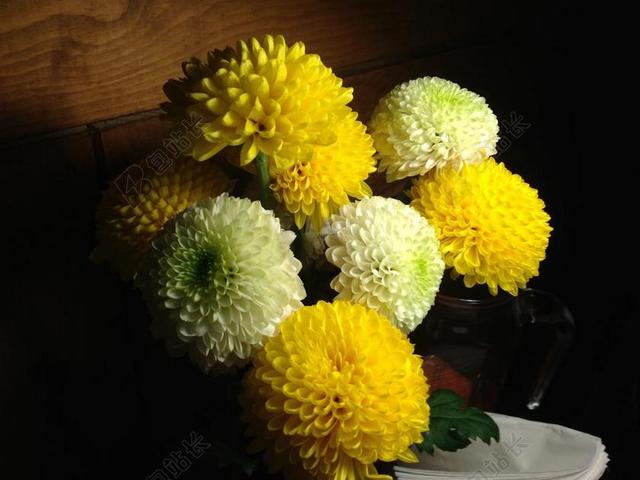 植物绽放的黄色和白色菊花花束背景图片