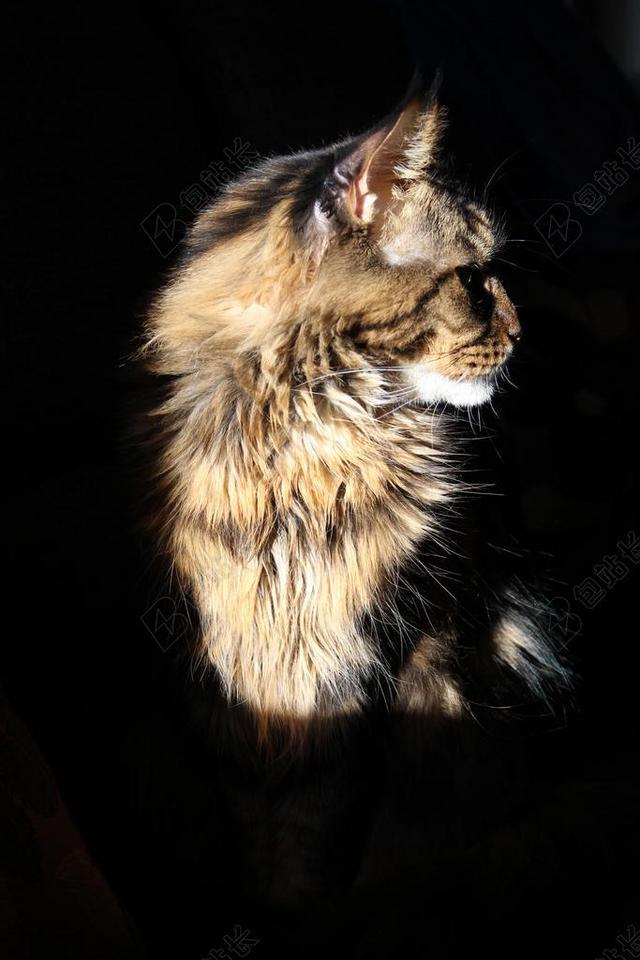 缅因州的浣熊猫 猫 TOMCAT的