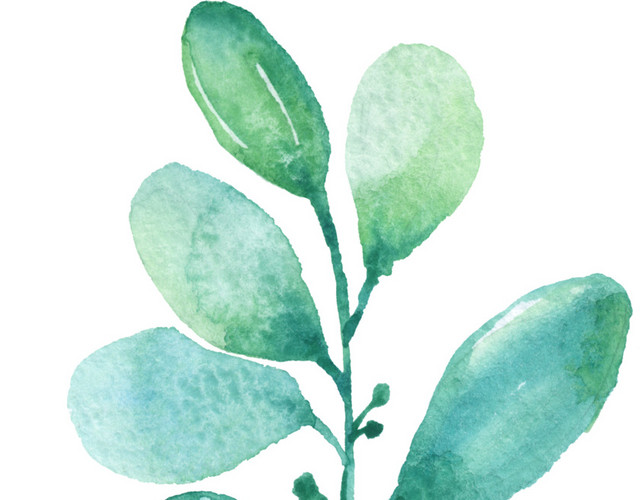 绿色小清新植物插画